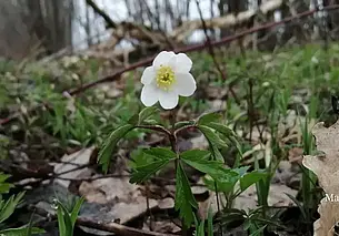 Тепло постепенно возвращается: какую погоду обещают сегодня в Могилеве и области