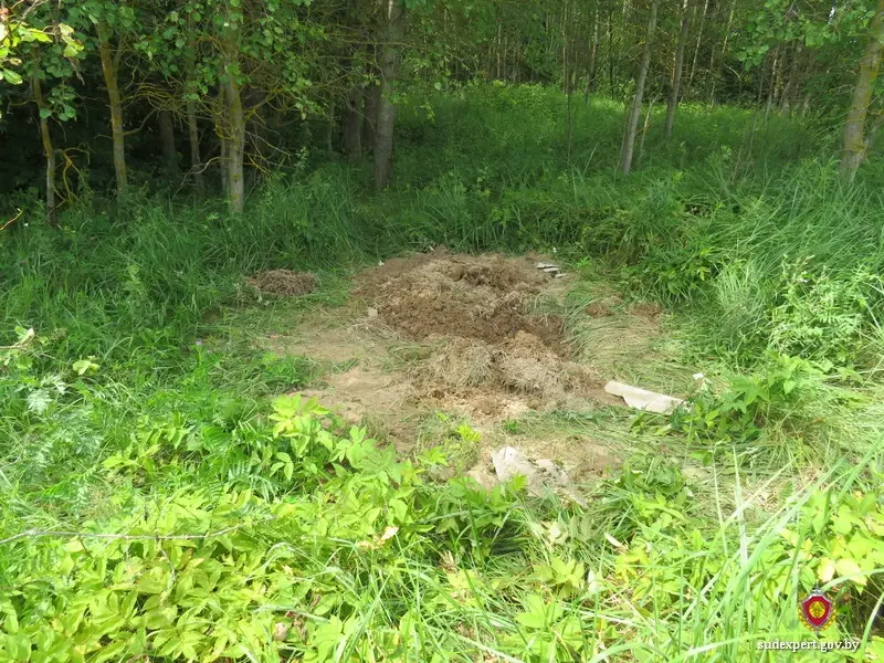 Климовичский район. Прямо с пастбища пропал бык. Место гибели животного в лесу.