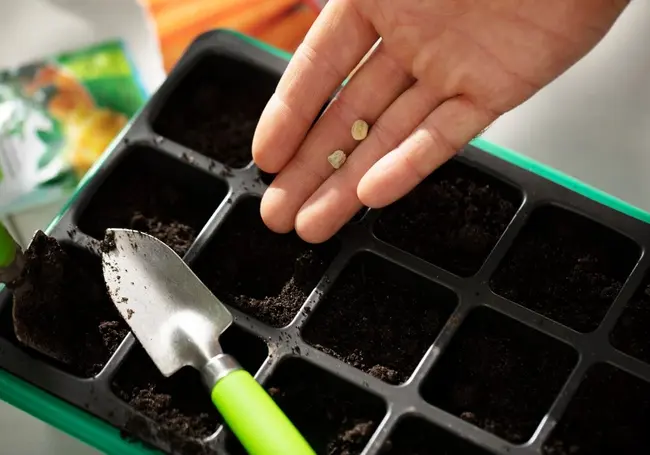 Какие семена нельзя замачивать: запоминайте