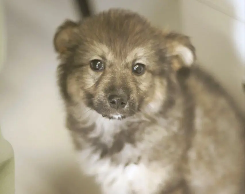 Щенок-девочка.