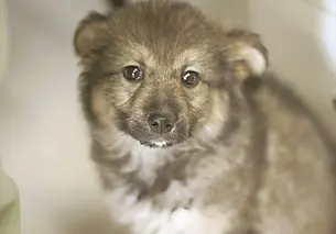 Собаки Бонни и Клайд, кошечка Эви и кот Мерлин: кто ищет хозяина в Могилеве