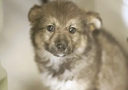 Собаки Бонни и Клайд, кошечка Эви и кот Мерлин: кто ищет хозяина в Могилеве