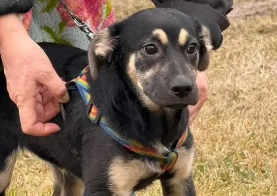 Щенок – мальчик.