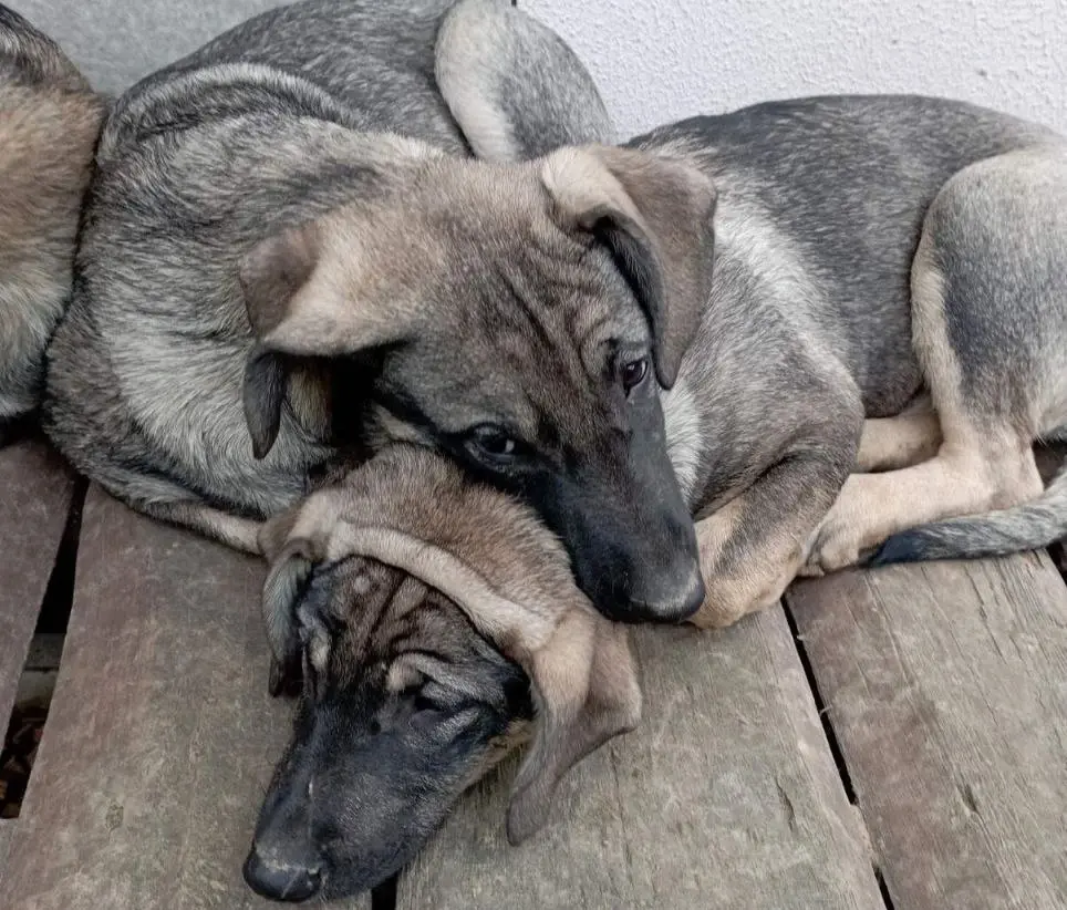 Собаки Бонни и Клайд.