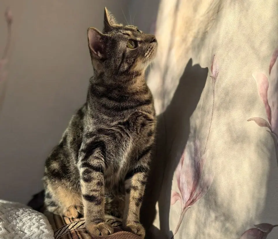 Кот Мерлин.