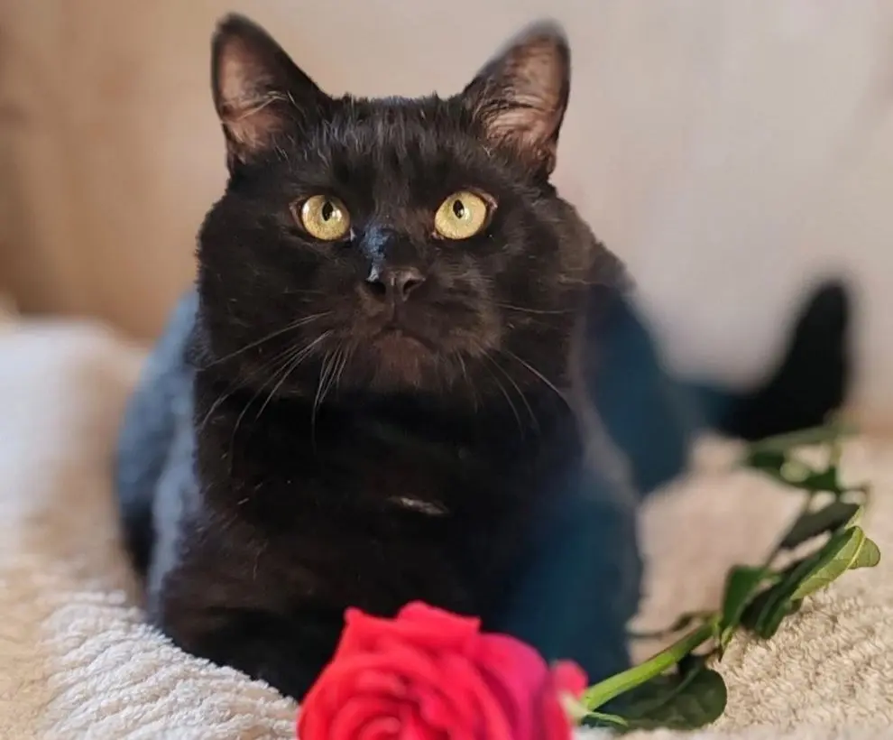 Кот Фунтик.