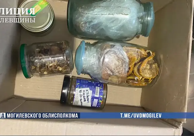 Могилевчанин хранил дома марихуану и одурманивающие грибы. И не только для себя