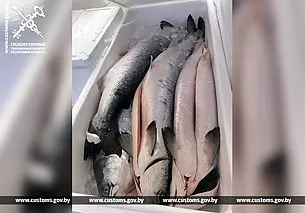 Прописанные в сопроводительных документах ванильные сушки при проверке оказались…лососем