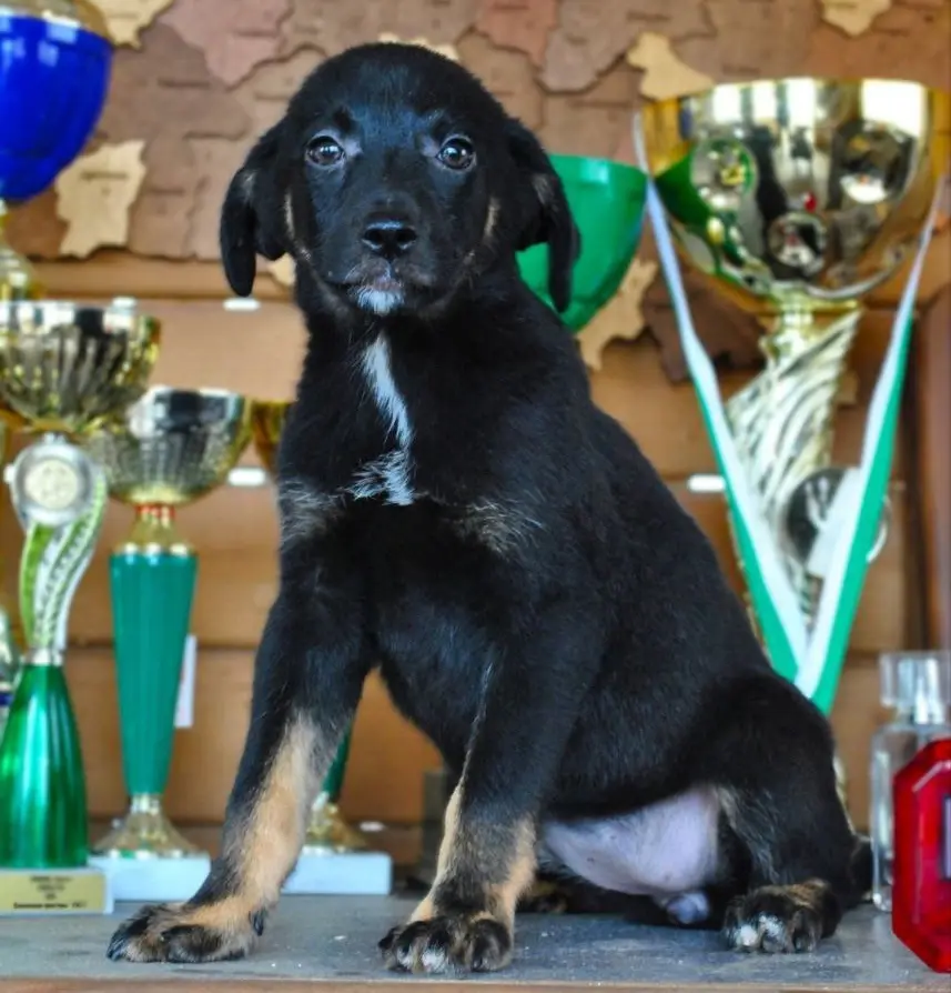 Малышка Пума.