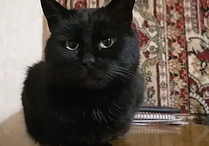 Кошка Лилу, 8 щенков и пес Тоша: кто ищет хозяина в Могилеве