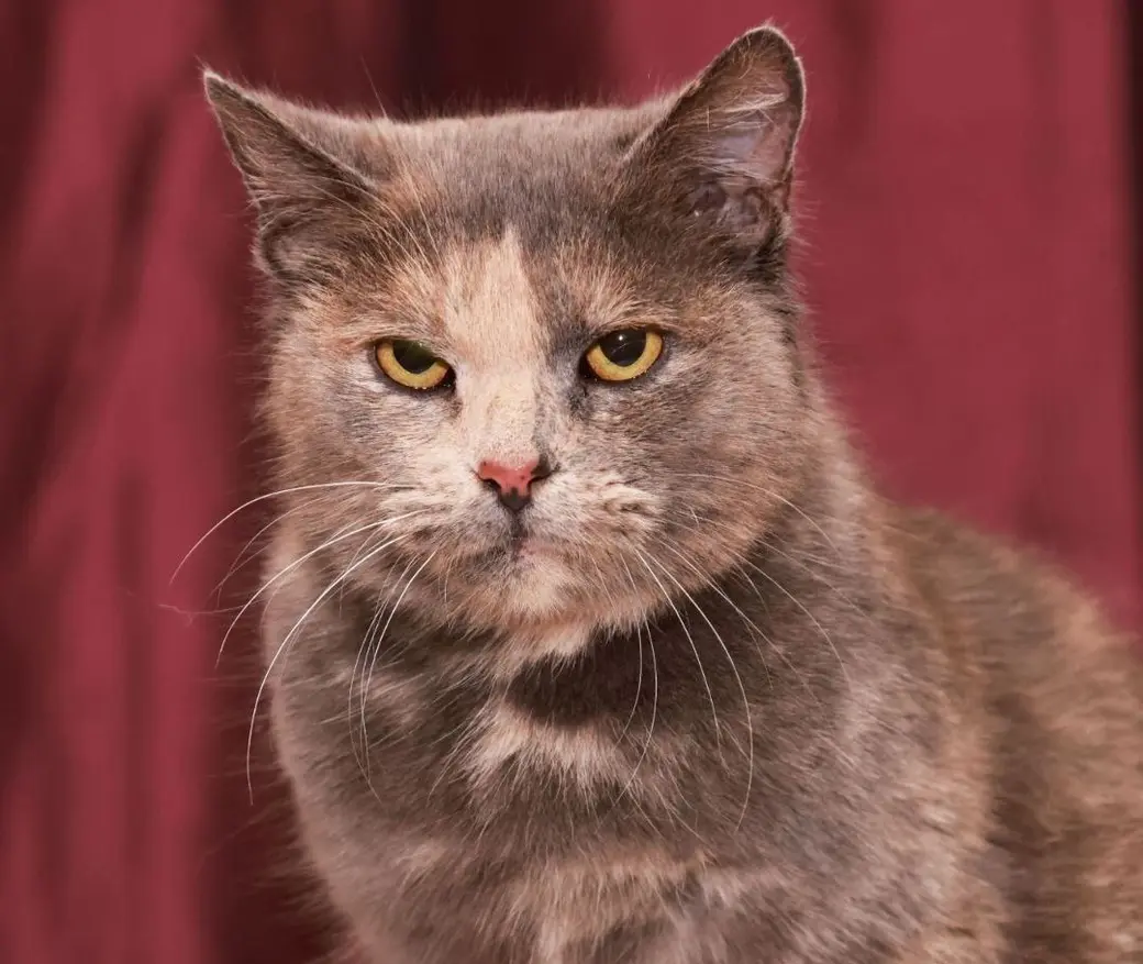 Кошка Лилу.