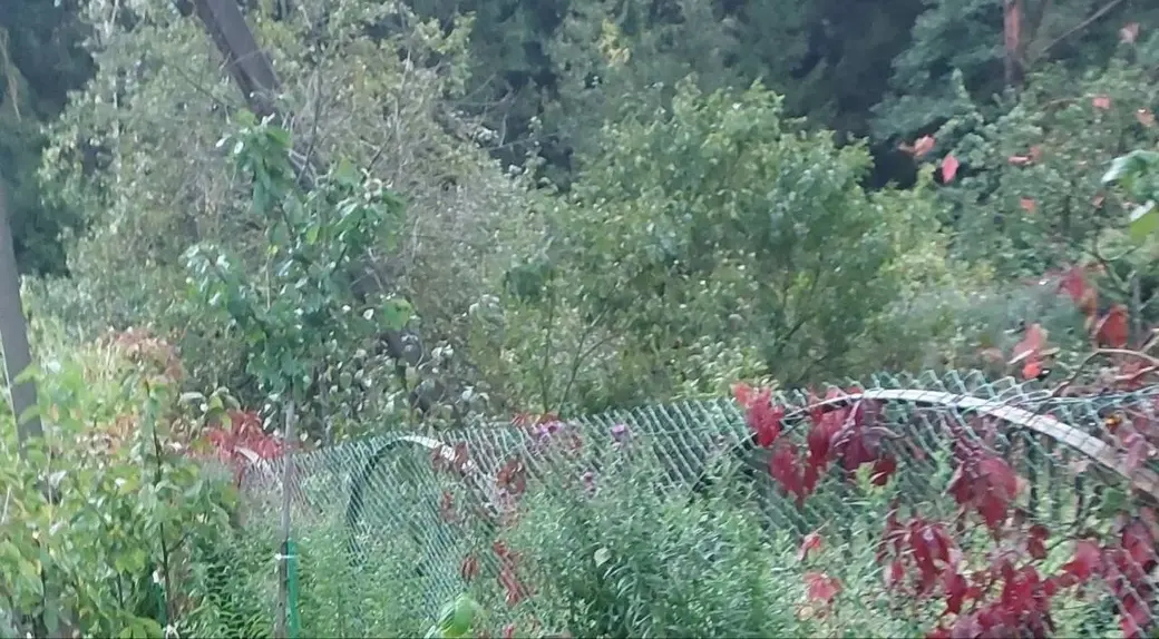 2024 год. Станция Понизов. Могилевская область. Дача Ларисы Суздалевой. Вид на лес с дачного участка, огороженного сеткой.