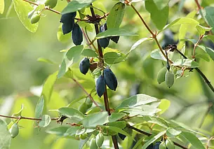 Осенний уход за жимолостью