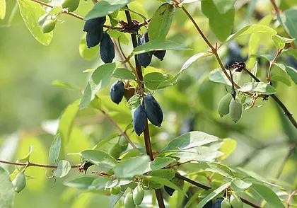 Осенний уход за жимолостью: чтобы получить хороший урожай в следующем году