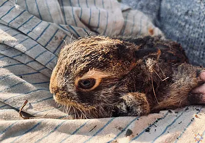 В Могилевском районе женщина спасла зайчонка: он лежал в горящей траве