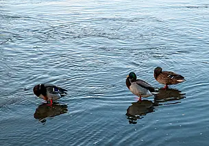 На реках Беларуси отмечается рост уровней воды
