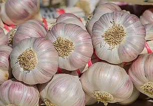 Как добиться высокого урожая озимого чеснока? Вот несколько советов