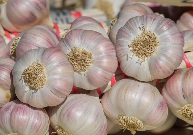 Как добиться высокого урожая озимого чеснока? Вот несколько советов