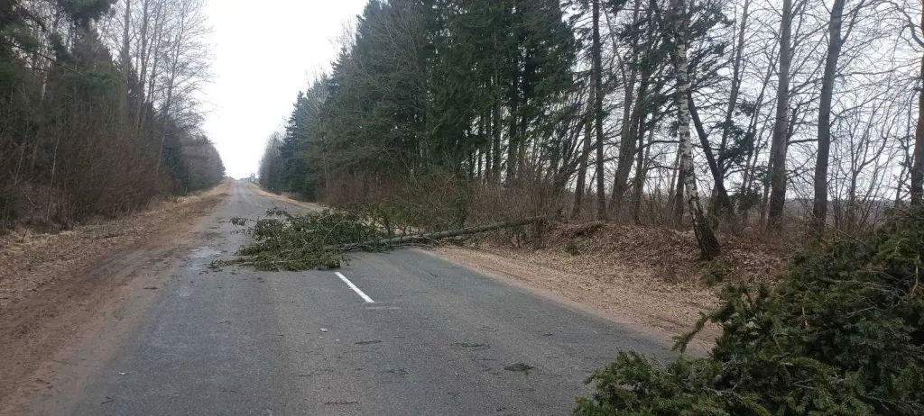 Дрибинский район, агрогородок Рясно, дерево упало на дорогу. Фото: Могилевское областное УМЧС