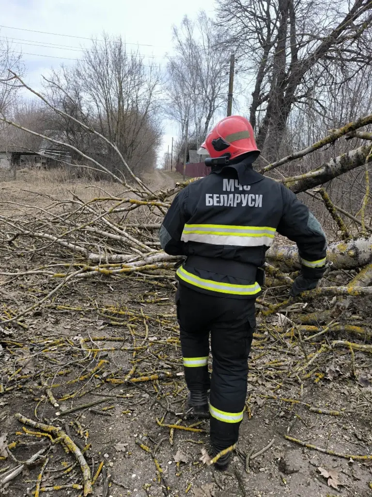 Мстиславский район, деревня Парадино, деревья упали на дорогу. Фото: Могилевское областное УМЧС