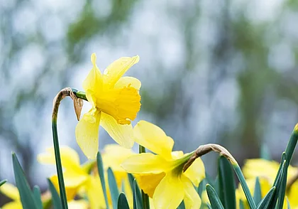 До +16°С ожидается сегодня в Беларуси. На Могилевщине тоже будет тепло