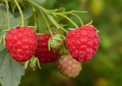 Подкормите малину в начале весны – она отблагодарит обильной ягодой летом