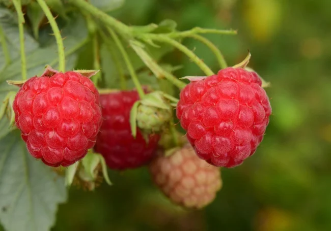 Подкормите малину в начале весны – она отблагодарит обильной ягодой летом
