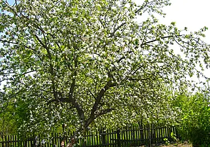 Как защитить деревья и кусты на даче от весенних заморозков? Советы опытных огородников