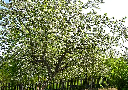 Как защитить деревья и кусты на даче от весенних заморозков? Советы опытных огородников