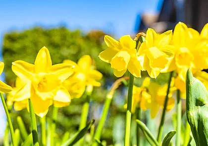 Тепло и солнечно: какой будет погода в Могилеве 28 марта