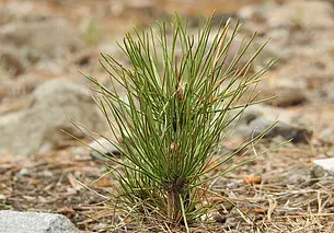 На поле в Кировском районе появится живая надпись из деревьев
