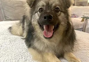 Кошка Ника, пес Раф и щенок Ник: кто ищет хозяина в Могилеве