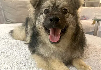 Кошка Ника, пес Раф и щенок Ник: кто ищет хозяина в Могилеве