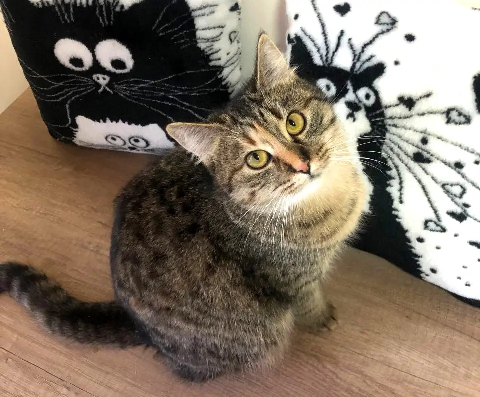 Кошка Ника.