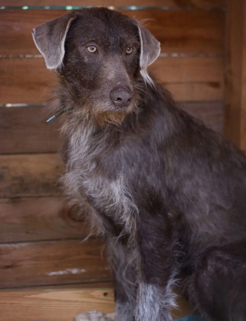 Собака Шоколадная.