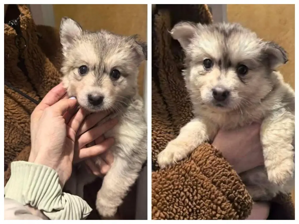 Спасенные щенки.