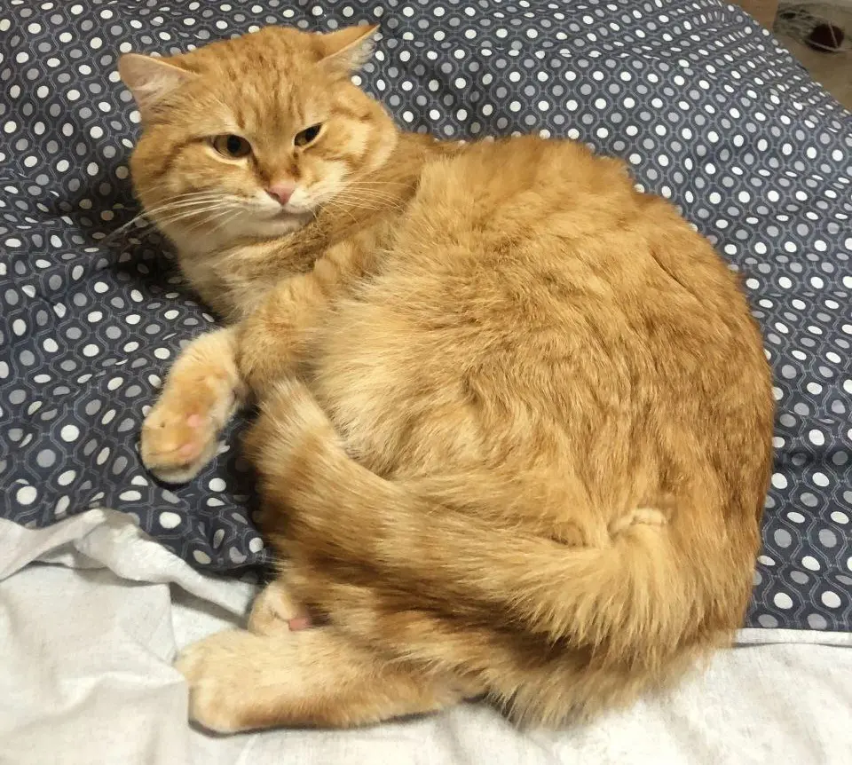 Кот Ванюша.