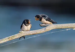 В Беларуси хотят ввести ответственность за мат