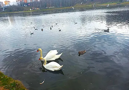 Парочка белоснежных лебедей снова появилась на могилевской Дубровенке