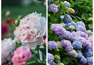 Пионам – хлеба, гортензиям – кефира: чем подкормить цветы весной