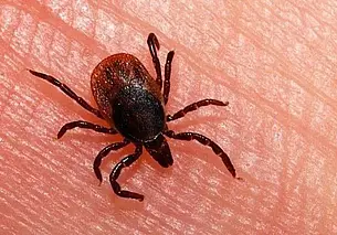 В Могилеве и районе от нападения клещей уже пострадало 14 человек, в том числе дети