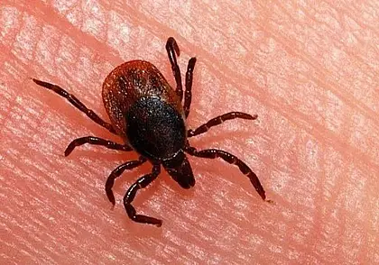 В Могилеве и районе от нападения клещей уже пострадало 14 человек, в том числе дети