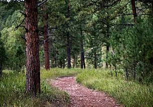 Акция «Лес! Дабро! Парадак!» стартует в Беларуси