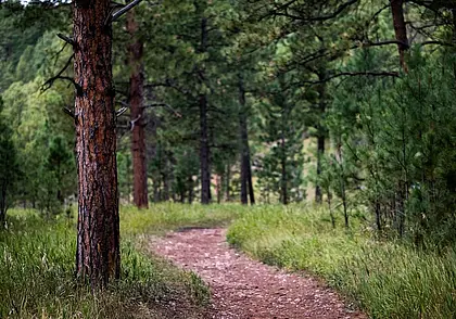 Акция «Лес! Дабро! Парадак!» стартует в Беларуси