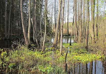 Грозит до 10 лет лишения свободы: на Могилевщине раскрыта афера с заготовкой древесины
