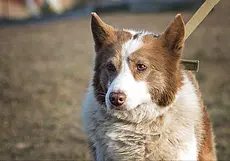 Пес Бородатик, кошка Малинка, котенок без клички: кто ищет хозяина в Могилеве