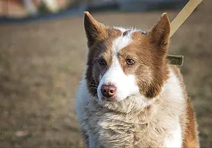Пес Бородатик, кошка Малинка, котенок без клички: кто ищет хозяина в Могилеве