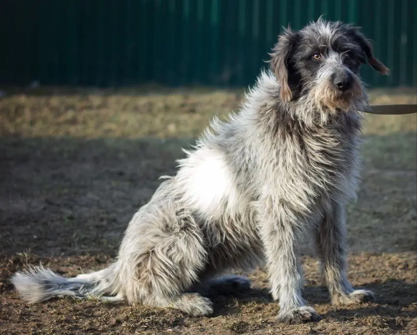 Пес Бородатик.