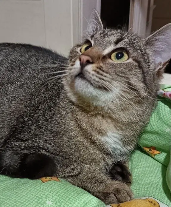 Кошка Малинка.