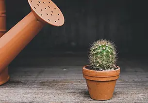 В Могилеве пройдет мероприятие по обмену цветами